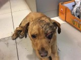 Pies żywcem zakopany w okolicy Nowej Soli ma poważne obrażenia głowy. Nie da się uratować jego oka