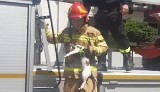 Strażacy uratowali kotka w Częstochowie. Ratownicy zadbali także o wodę dla maleństwa