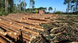 Las w Białych Błotach będzie wycinany po kilkanaście hektarów na rok. "Zagrożenie dla ruchu lotniczego"