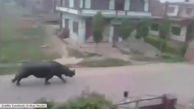 Dziki nosorożec wbiegł do nepalskiego miasta Hetauda.