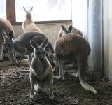 Kangury z opolskiego zoo pojechały do ogrodu w Hanowerze