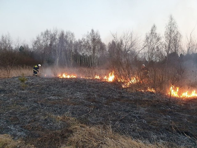 Już zaczęły się wypalania nieużytków i łąk, jak to było między innymi w poniedziałek pod Skaryszewem.