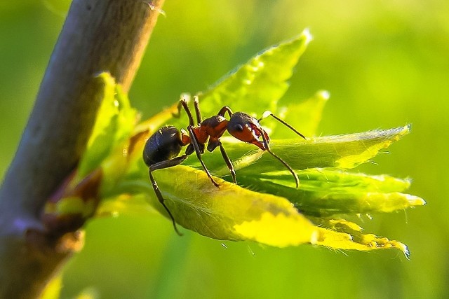 Mrówka w ogrodzieMrówki wykonują dobrą robotę w ogrodzie, ale ich nadmiar bywa uciążliwy.