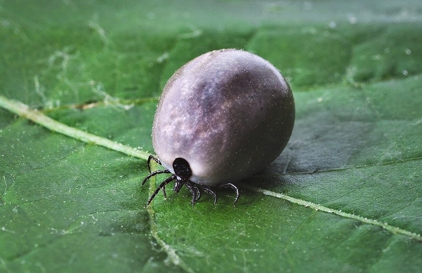 Tularemia to groźna odkleszczowa niebezpieczna zarówno dla...