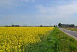 Barwny maj na polach - zboża rosną, rzepak kwitnie [zdjęcia]