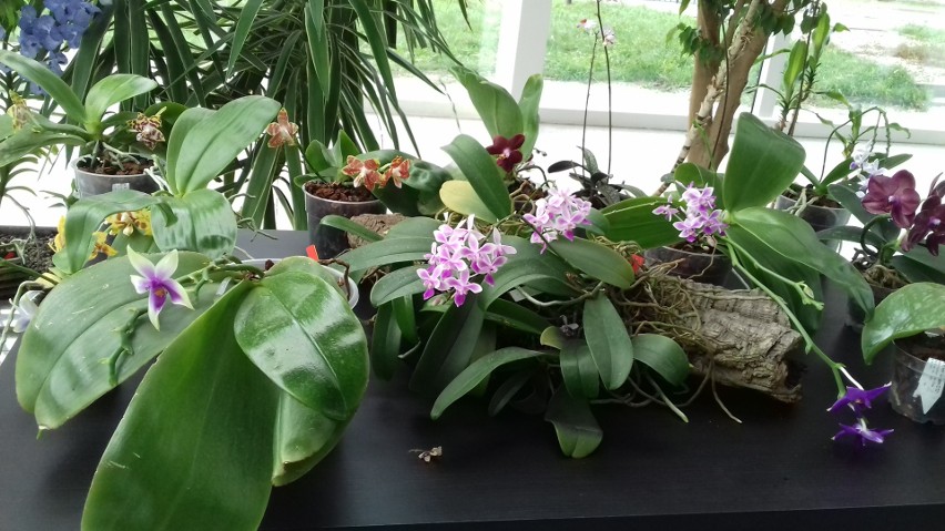 Wystawa orchidei i targi minerałów, skamieniałości oraz biżuterii w Łodzi