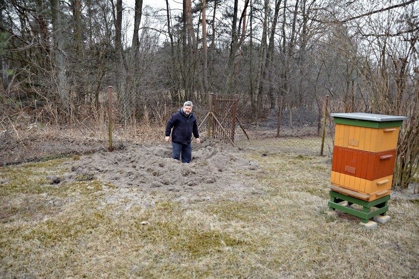 Hutki. Wataha dzików ryje podwórka i działki. Właściciele gospodarstw nie wiedzą, co robić