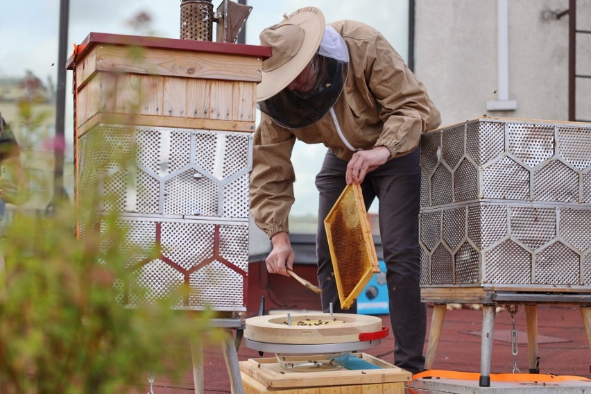 Na dachu Politechniki Świętokrzyskiej w Kielcach stoją ule... z bębnów od pralek! Pszczoły robią tu Polimiód, który jest znakomitej jakości