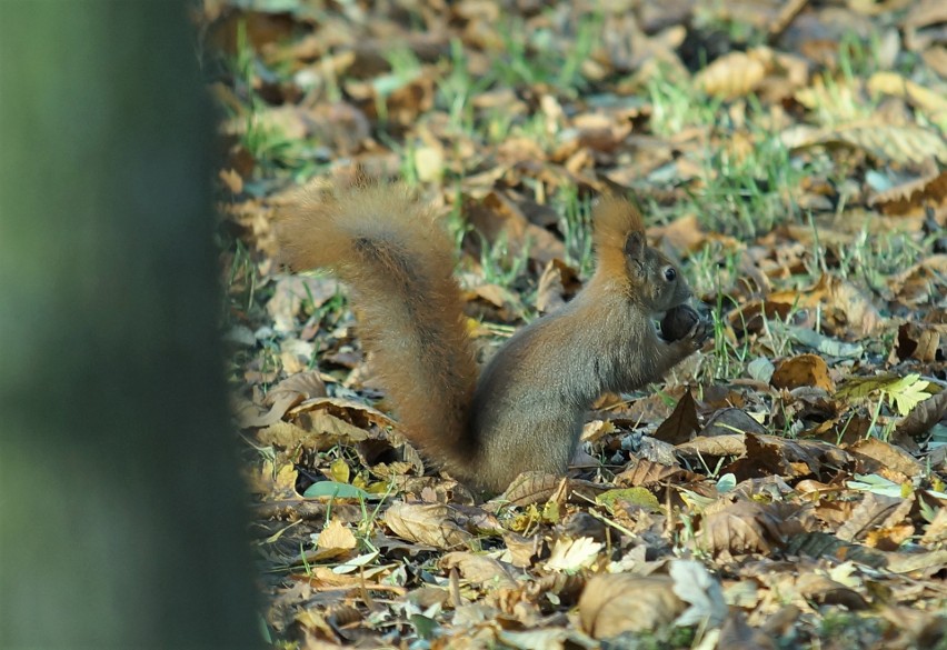 Rude wiewiórki są obecnie duża atrakcję Solanek w...