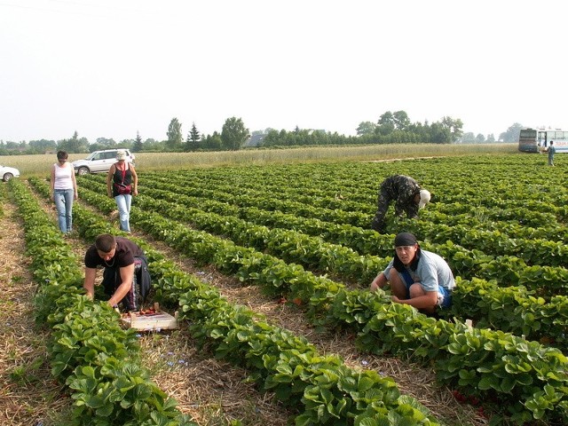 Na plantacji truskawek w Buszkowie wysyp truskawek rozpocznie się lada dzień