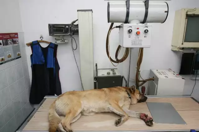 Pies po wypadku wymaga szczegółowej diagnostyki.