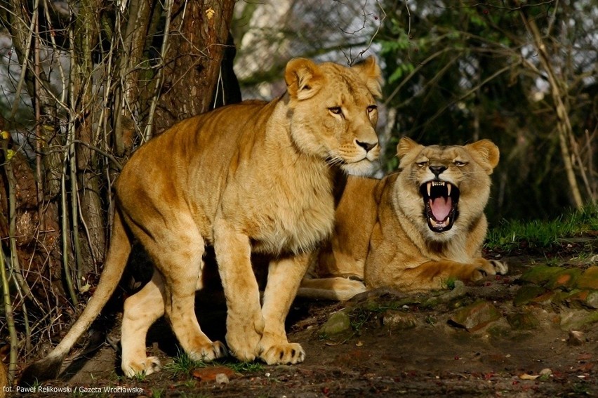 We wrocławskim zoo, zwierzęta zamiast chować się w...