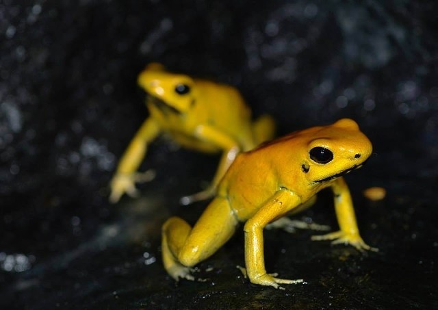 W środowisku naturalnym jeden gram jadu tej małej żabki, czyli liściołaza żółtego, jest w stanie zabić nawet 15 tysięcy ludzi