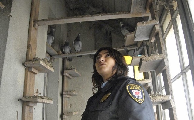 Agnieszka Rosińska ze straży miejskiej w gołębniku na balkonie mieszkania.
