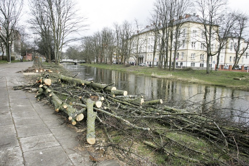 Rzeź drzew nad Słupią rozpoczęta, część słupszczan zbulwersowanych (zdjęcia)