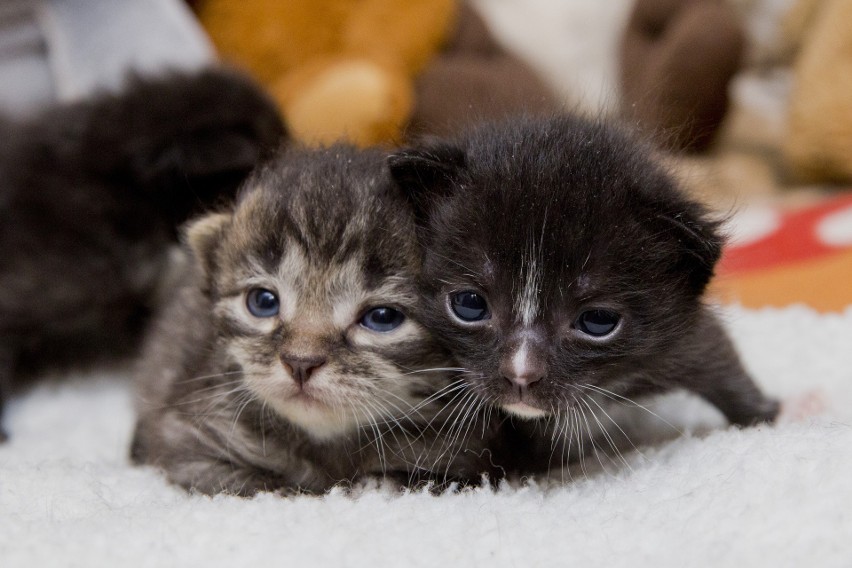 Koty do adopcji. 180 kotków czeka na właścicieli. "Biorąc jednego kociaka, ratujecie minimum dwa kocie życia"