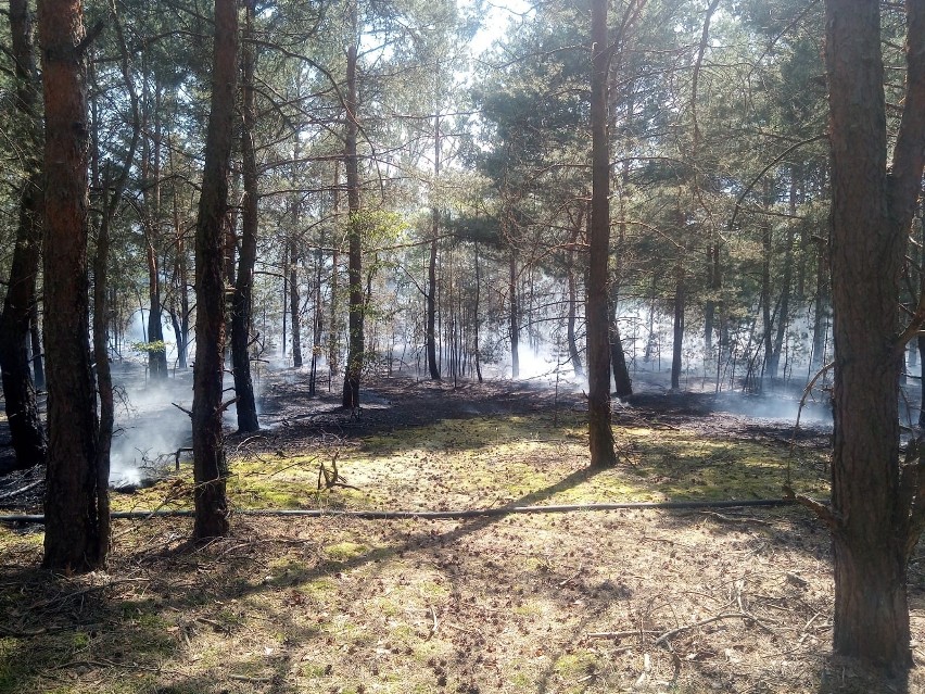 W akcji gaszenia pożaru poszycia leśnego w Małej Nieszawce...