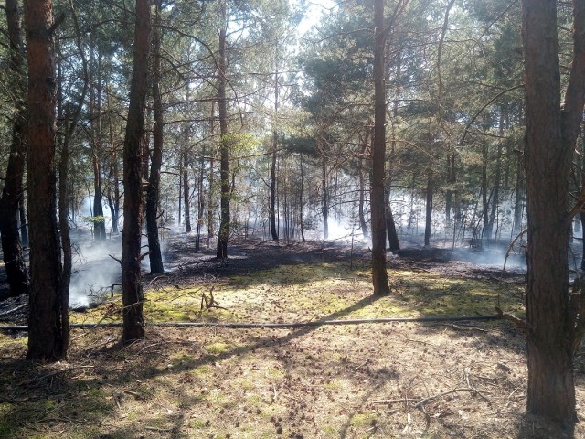 W akcji gaszenia pożaru poszycia leśnego w Małej Nieszawce biorą udział cztery zastępy strażaków.