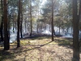 Pożar poszycia leśnego w Małej Nieszawce. Cztery zastępy strażaków w akcji