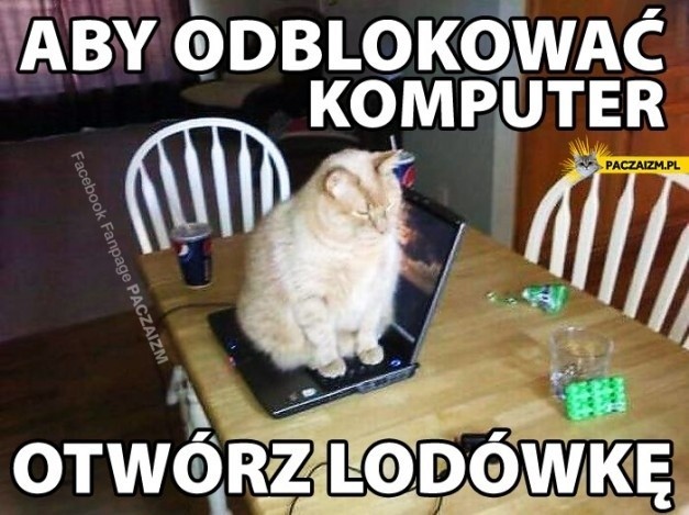 Światowy Dzień Kota. Zobacz najlepsze memy z kotami w roli głównej [MEMY+VIDEO]