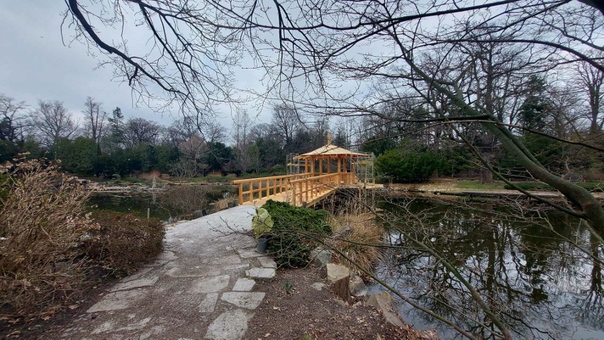 Mostek w Ogrodzie Japońskim przechodzi remont, po tym, gdy w...