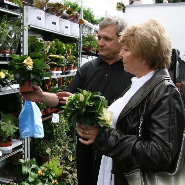 Państwo Krystyna i Tadeusz Kucza wśród kwiatów znaleźli piękną gardenię i to ją zabrali do domu.