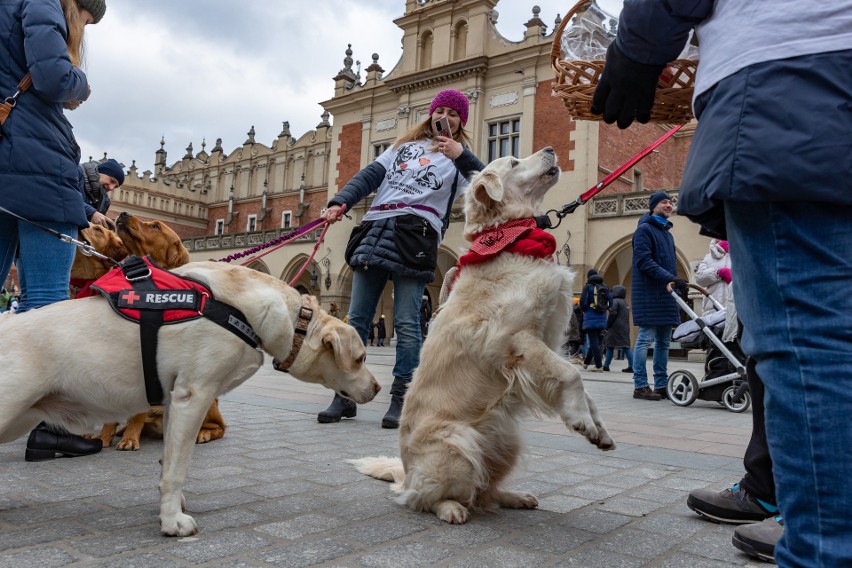 31. Finał WOŚP w Krakowie. Nie tylko ludzie zbierali do puszek. Na Rynku Głównym można było spotkać również golden retrievery