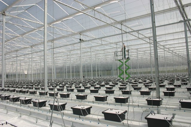 Największym zrealizowanym projektem było „oszklenie” 15 ha w Stanach Zjednoczonych. Ponadto zrealizowano 1 innowacyjny projekt w Polsce (najwyższa w kraju szklarnia o pow. 7 ha). Na zdjęciu wnętrze szklarni przygotowane pod uprawę pomidorów z szkłem D.A.Glass.