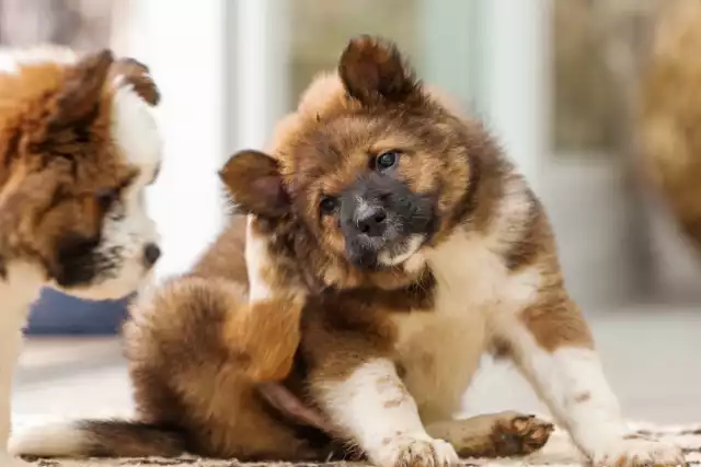 Elo to jedna z najmłodszych ras psów na świecie