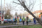Wrocław. Drzewo runęło na trakcję na pętli Park Południowy! [ZDJĘCIA]