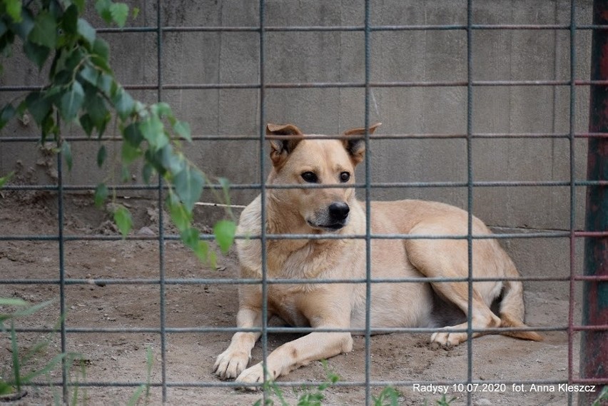 Psy ze schroniska w Radysach czują się w Toruniu coraz lepiej. Wkrótce trafią do adopcji