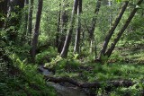 Siedem lubuskich nadleśnictw walczy, by zapanować nad wodą w lesie. Co już udało się zrobić? Co jest jeszcze w planie?