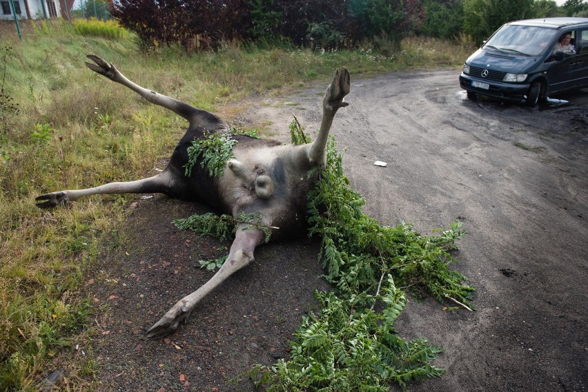 Leśnicy ostrzegają przed dzikimi zwierzętami na drogach