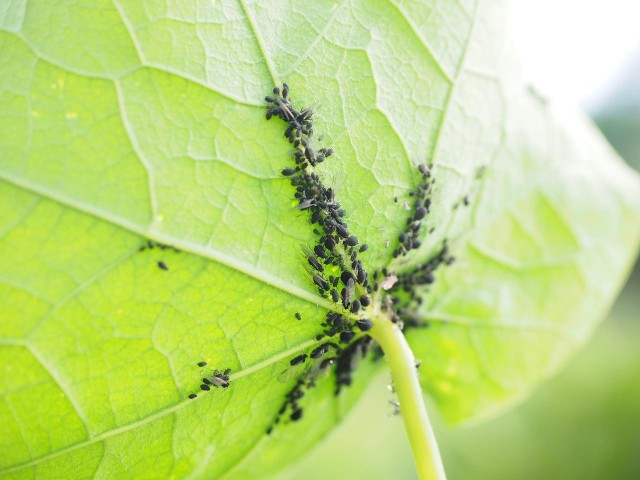 Pozbycie się z ogrodu mrówek, mszyc, chwastów czy mączlików niejednokrotnie jest bardzo trudne. Na rynku dostępne są między innymi silne środki chemiczne. Choć są skuteczne i używamy ich do kwiatów ozdobnych, niekoniecznie chcemy nimi pryskać zioła i pozostałe rośliny jadalne. Na szczęście istnieją prostsze i bezpieczniejsze domowe sposoby na chwasty w ogrodzie. Szczegóły na kolejnych slajdach galerii.