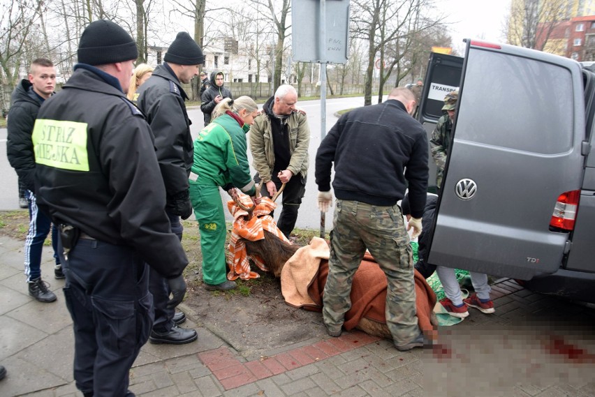 Ranny jeleń zabrany z osiedla Zachód w Stargardzie [ZDJĘCIA, WIDEO]