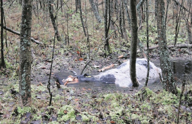 W bagnie w środku lasu mieszkaniec gminy Biały Bór znalazł... krowę