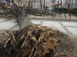 Huraganowy wiatr uderzył w Katowice. Prędkość 222 km/h. Meteo GIG wyjaśnia. Powalone drzewa na placu Wolności i w parku Kościuszki