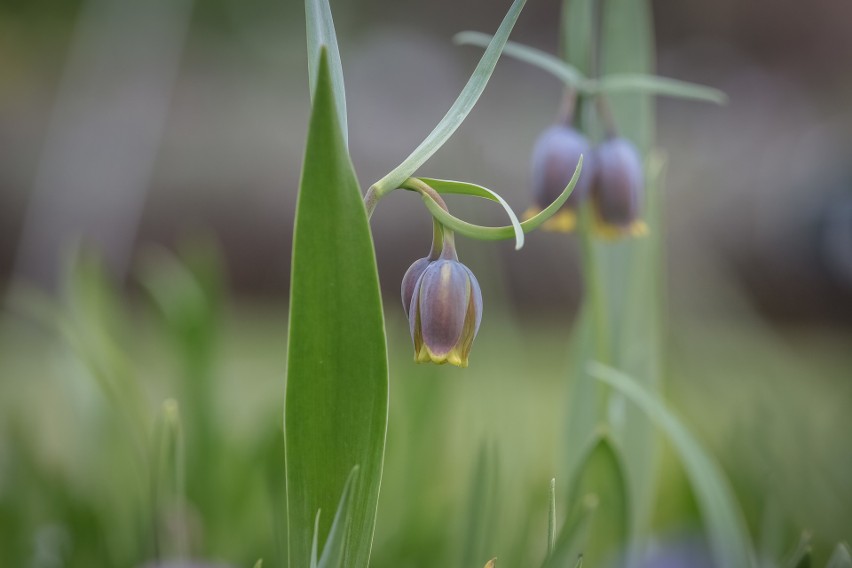 Wiosenne szaleństwo w Ogrodzie Botanicznym. Wielkie Otwarcie