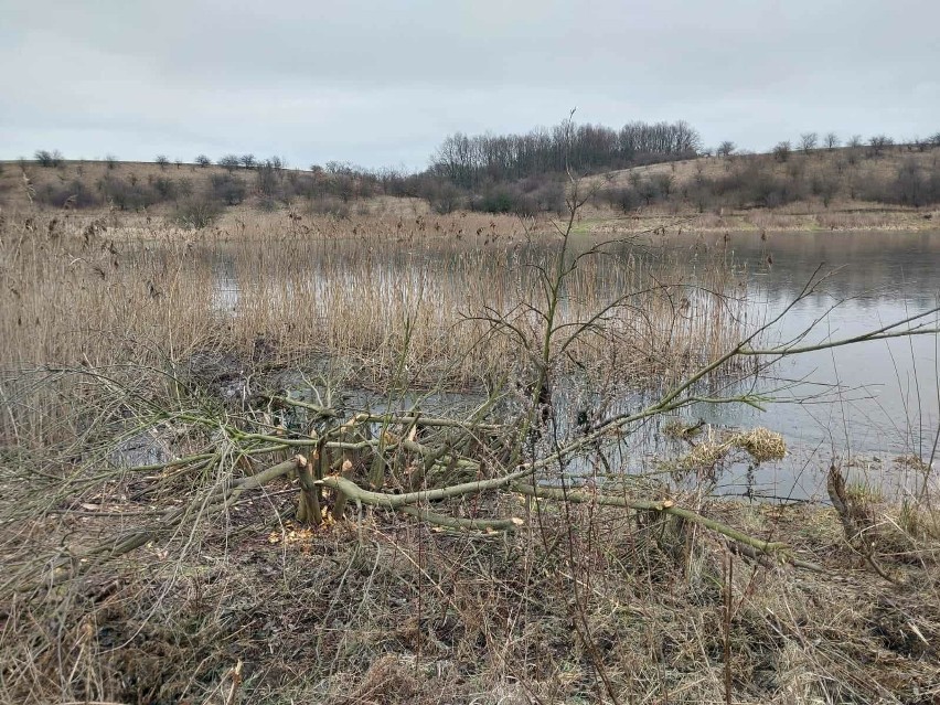 Bobry koszą drzewa wokół jeziora w Luszkowie