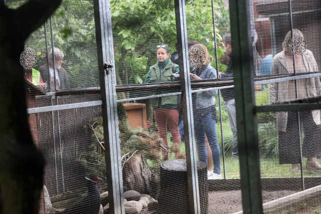 Tragiczne warunki dla zwierząt w legnickiej palmiarni i mini zoo. Prokuratura nakazała ewakuować je do Poznania [ZDJĘCIA]