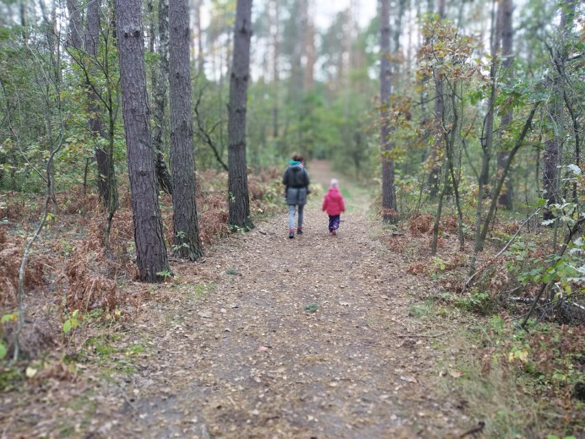 Poleski Park Narodowy a w nim na przykład ścieżka...