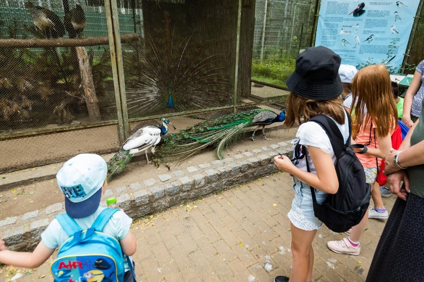 Pawie też wzbudzały podziw u dzieci