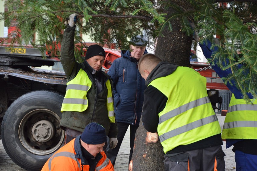 Zielona Góra. 3 grudnia. Wielka choinka staje na...