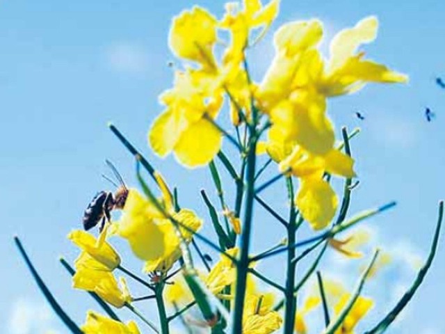 Ktoś wytruł pszczoły. Straty są ogromneO owadach mówi się, że zdychają. Jednak żaden szanujący się pszczelarznie powie tak o swoich pszczołach. W polskiej tradycji utarło się mówić,że pszczoły umierają. Podejrzenie, że mogło dojść do umyślnego wytrucia owadów, bulwersuje mieszkańców Czaplinka.