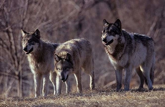 Czy faktycznie w Puszczy Bukowej są wilki?