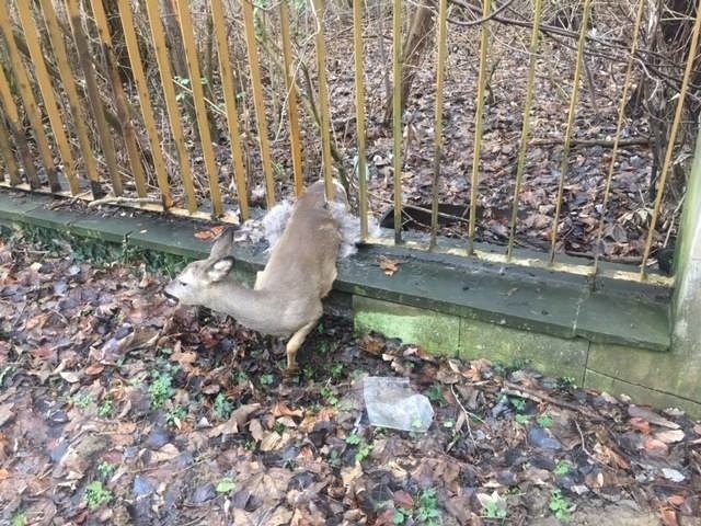 W poniedziałek poznańscy strażnicy miejscy mają pełne ręce roboty. Rano łapali jenota na ul. Głogowskiej, a następnie oswobodzili sarnę, która utknęła w płocie na Golęcinie.