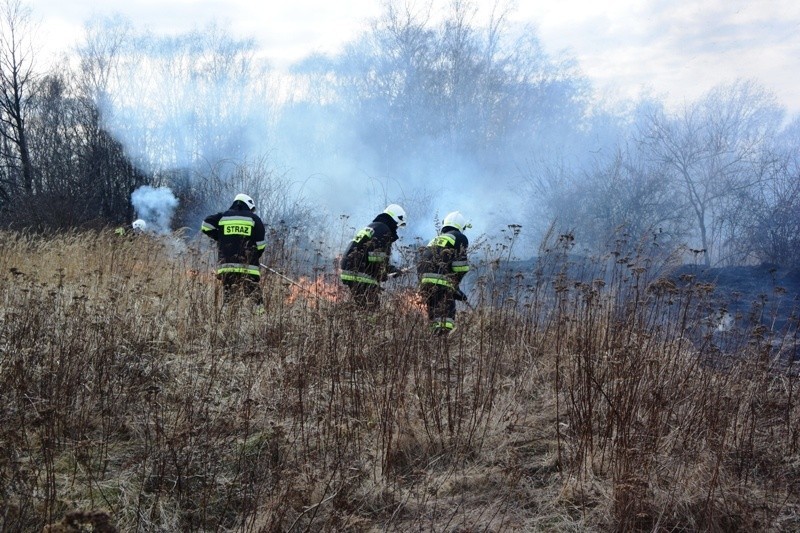 Strażacy gasili pożar traw w Czernicy