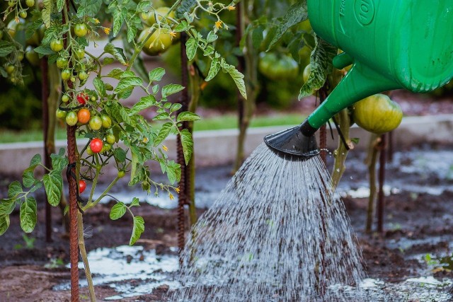 Podlewanie ogrodu jest jednym z najważniejszych elementów dbania o nasze rośliny. Dobrze jest wiedzieć, ile wody potrzebuje dana roślina i która pora dnia na podlewanie jest najlepsza.