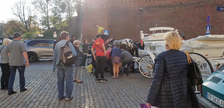 Kraków. Koń padł na ulicę ciągnąc dorożkę [ZDJECIA]