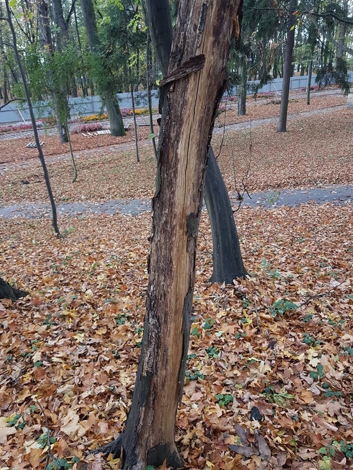 Wycinka drzew w Parku Zdrojowym w Busku-Zdroju wzbudza wielkie kontrowersje. Gmina tłumaczy dlaczego musi wyciąć ponad 200 drzew (ZDJĘCIA)